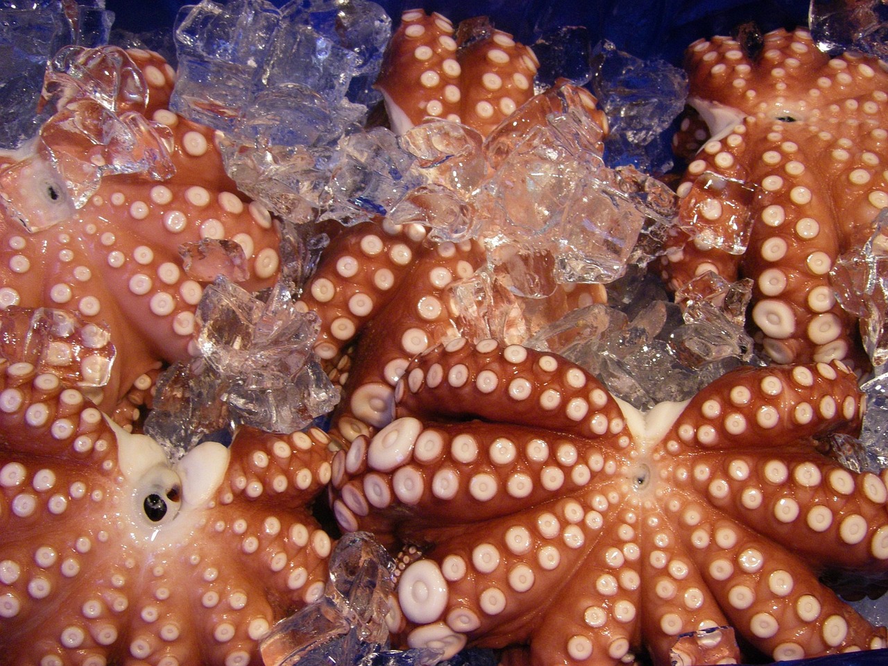 ¿Cómo se cocina el pulpo congelado?