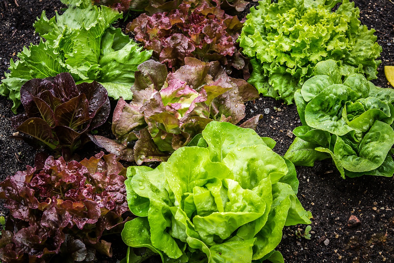 ¿Cuál es la mejor lechuga para las ensaladas?