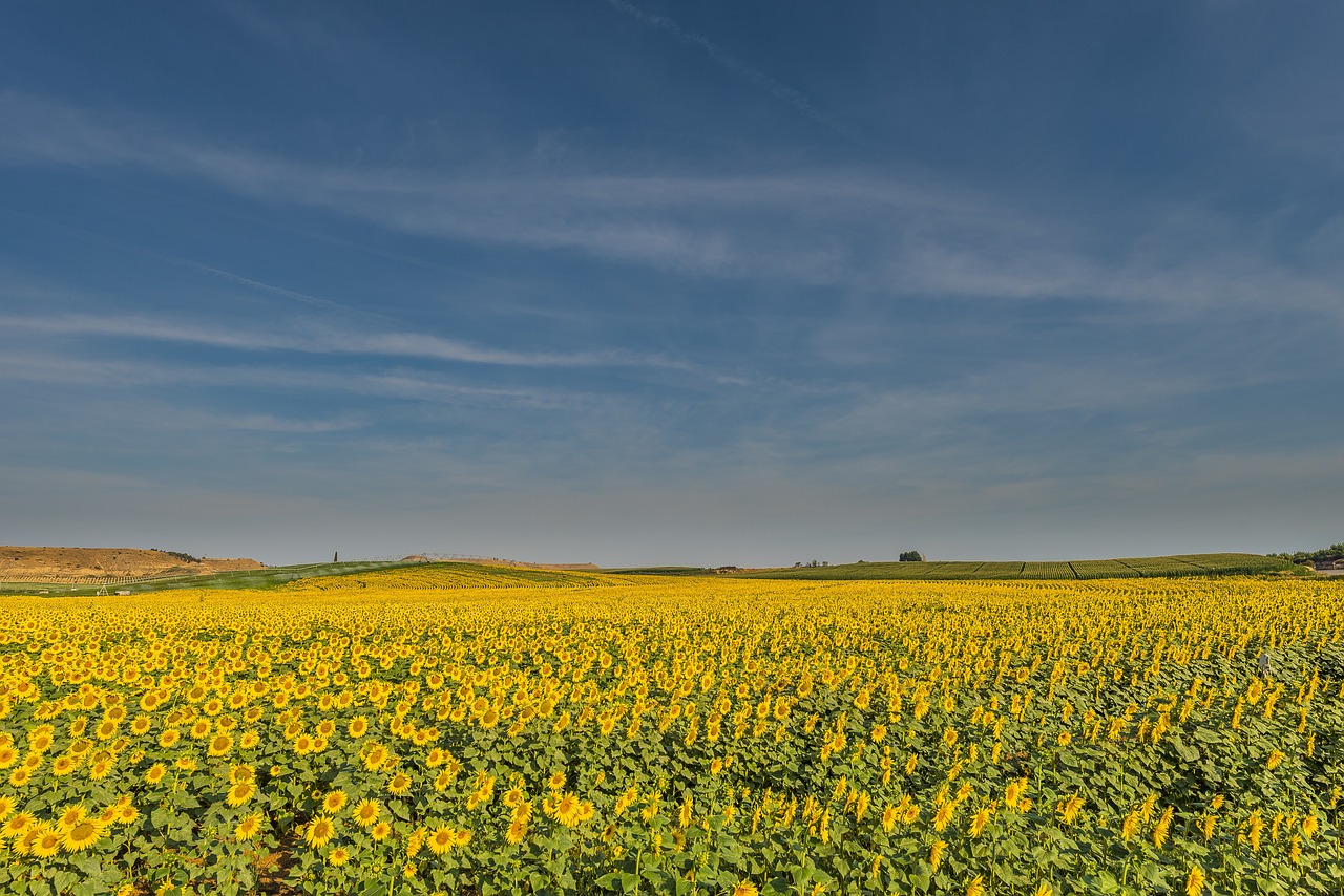 ¿Qué tan bueno es el aceite de girasol para la salud?