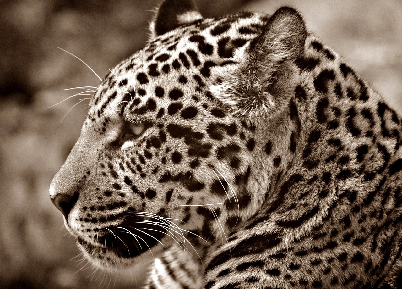 ¿Cómo hacer para que la sepia no quede dura?