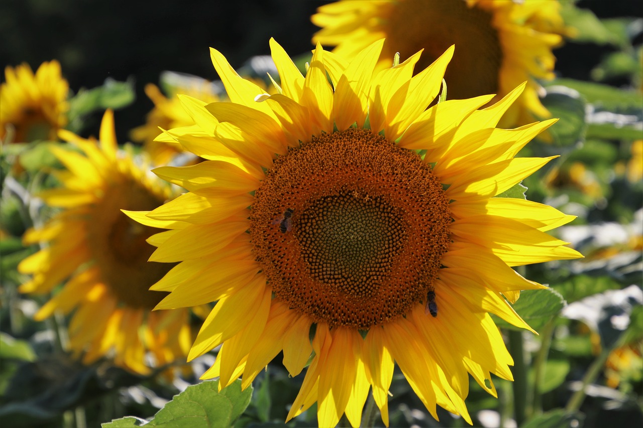 ¿Por qué no es bueno el aceite de girasol?