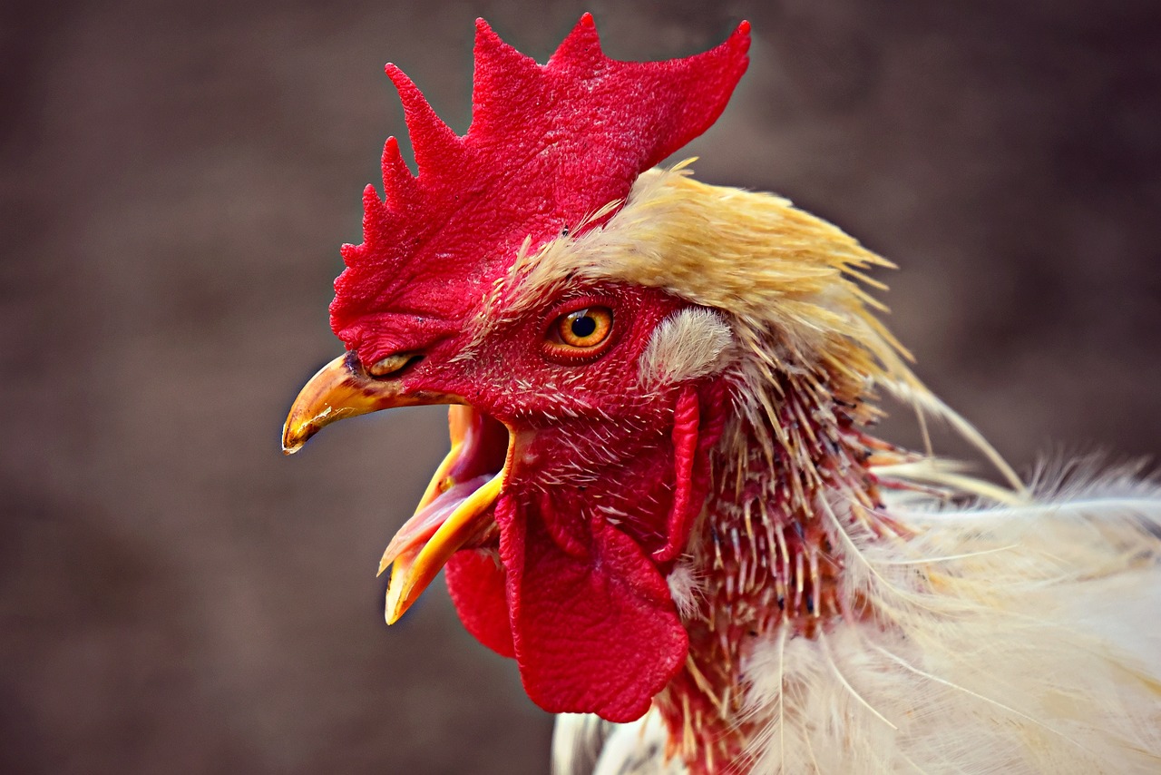 ¿Por qué se le llama pico de gallo?