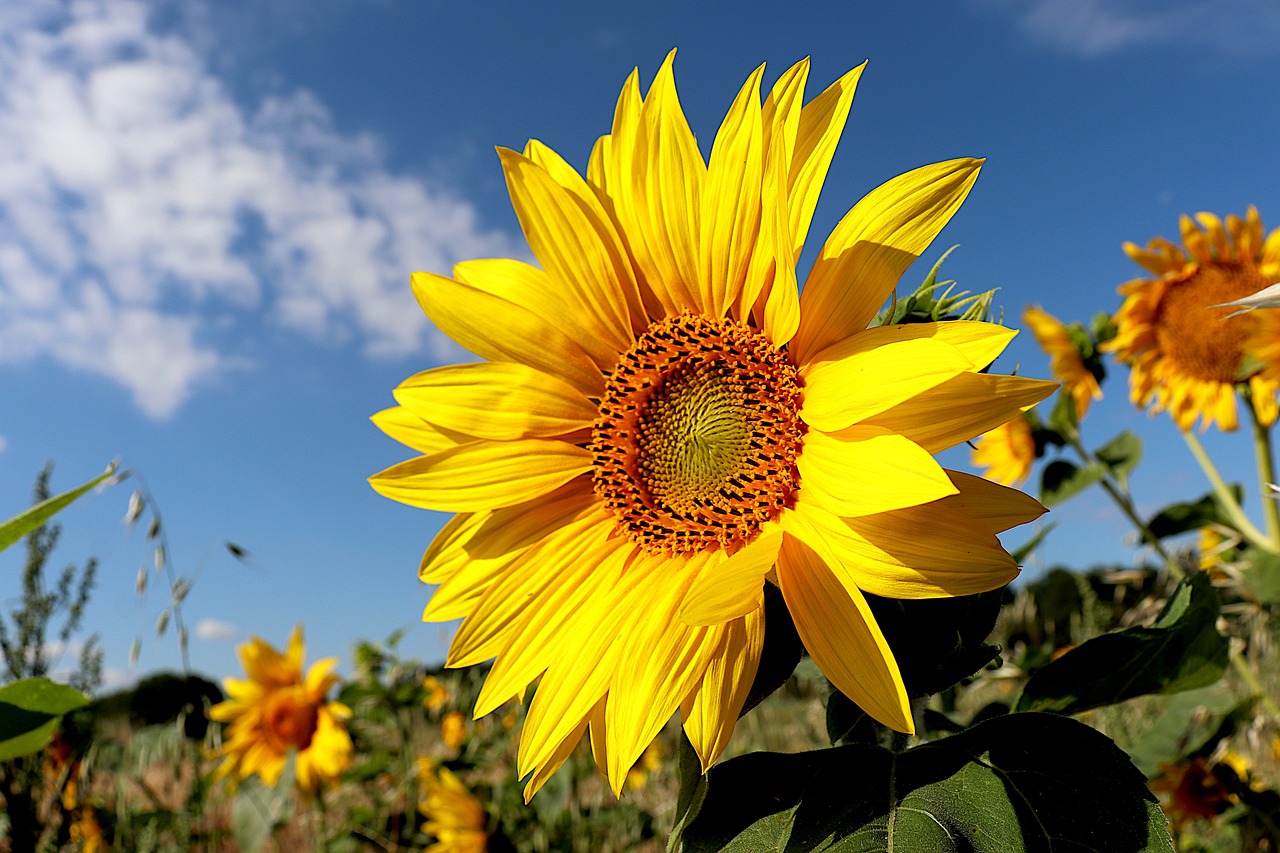 ¿Qué aceite de girasol es mejor para freír?