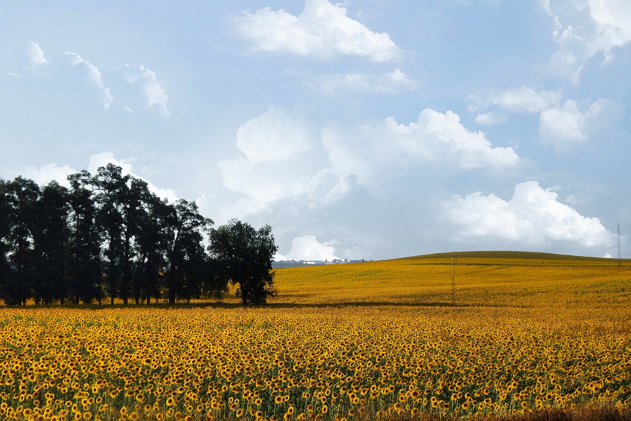 ¿Cómo saber si el aceite de girasol es alto oleico?
