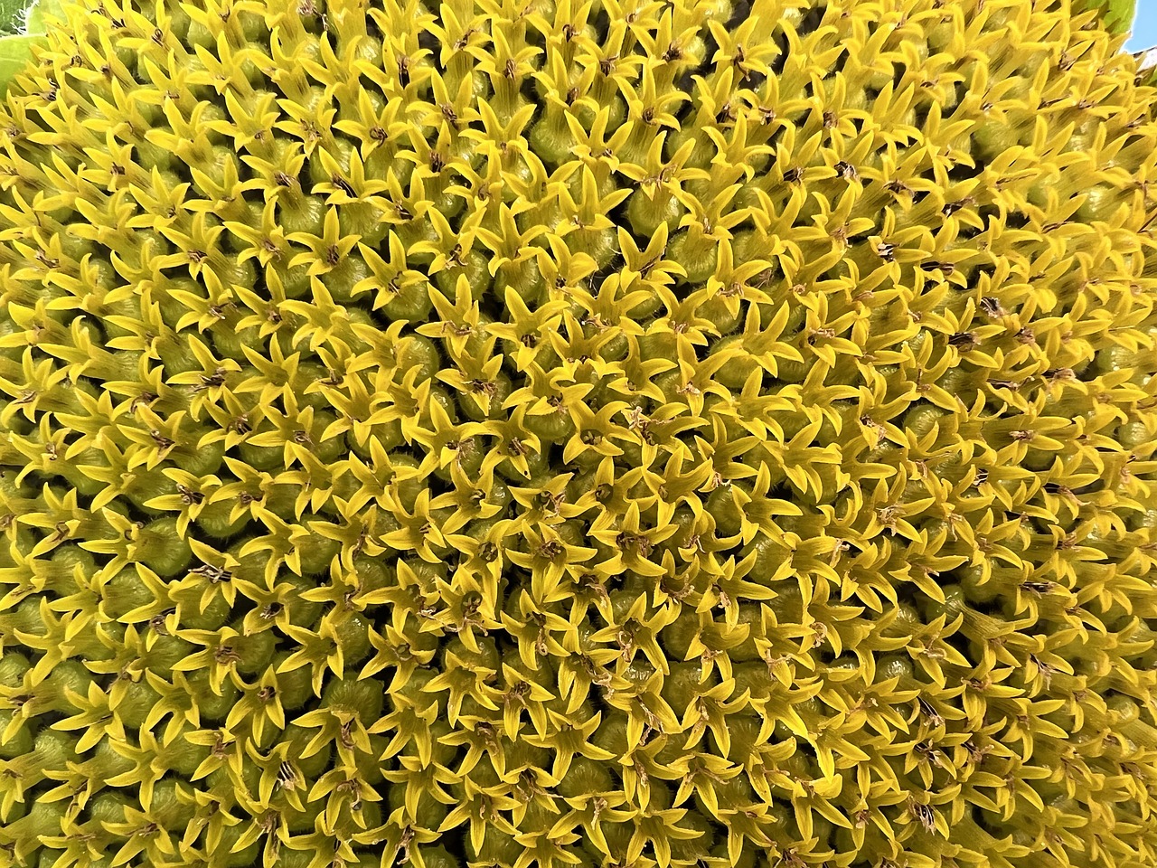 ¿Cuánto vale el aceite de girasol en el Mercadona?