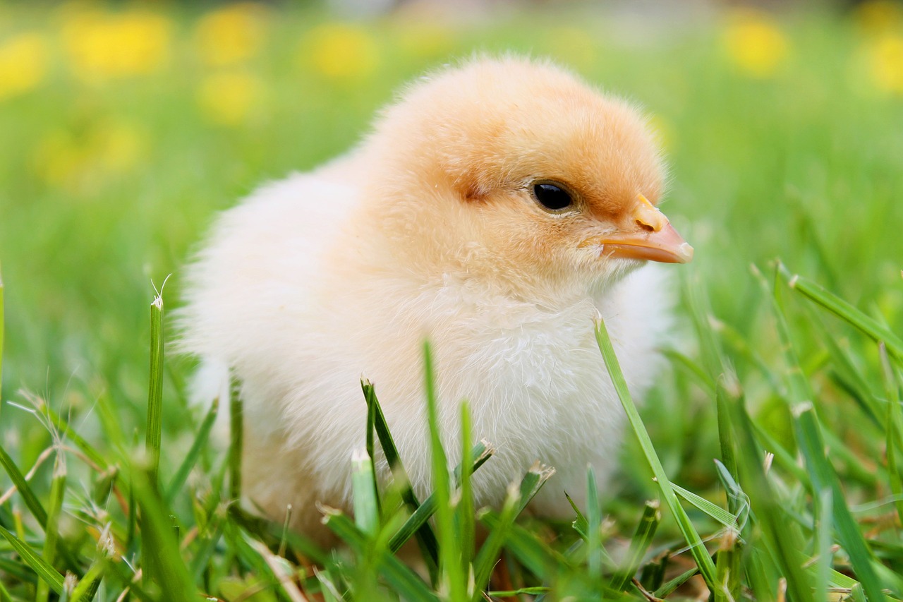 ¿Qué se necesita para tener un pollito en casa?