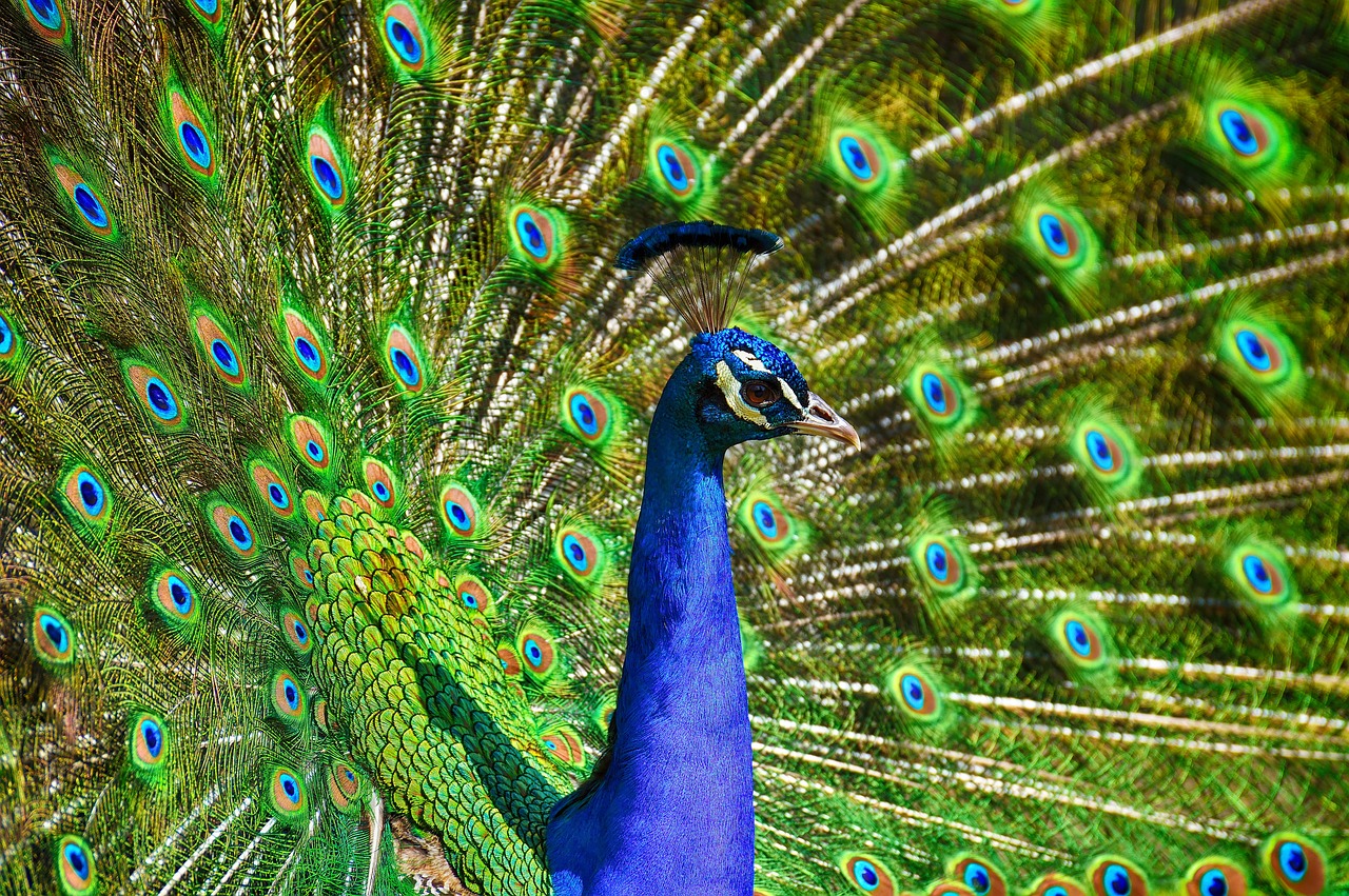 ¿Qué hacer para que no se seque el pavo?