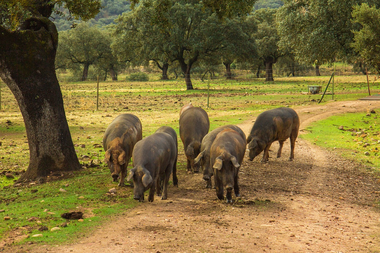 ¿Qué diferencia hay entre jamón ibérico y jamón de pata negra?