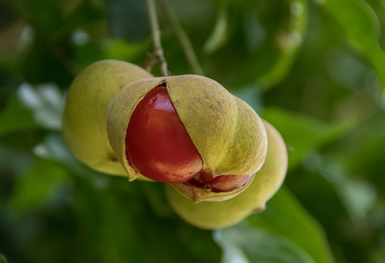 ¿Qué es el tamarindo en Venezuela?