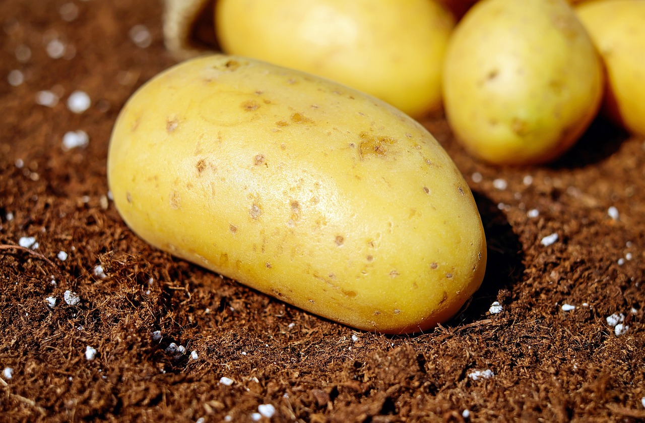 ¿Qué es la patata hortaliza o verdura?