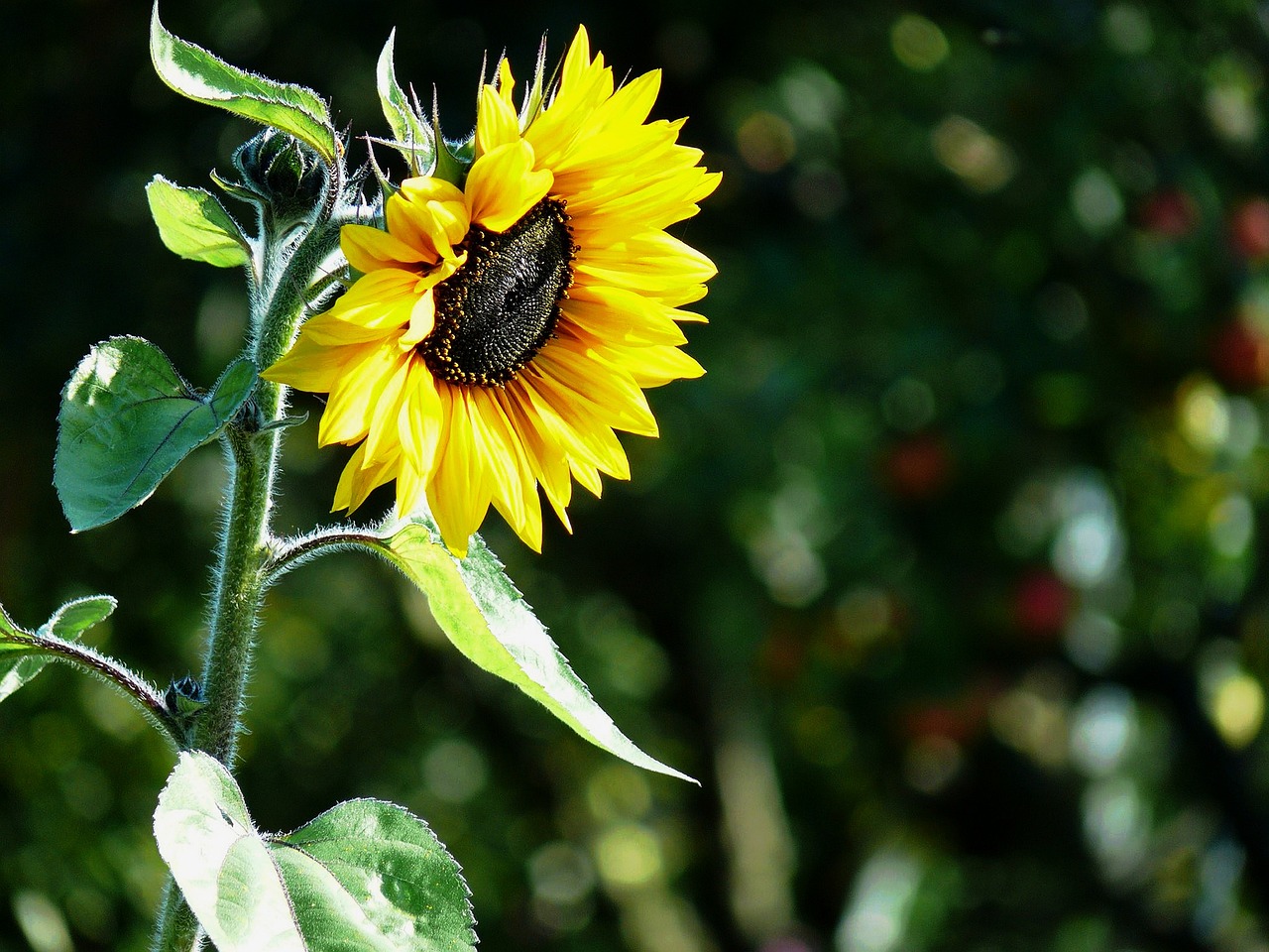 ¿Cuántas veces se reutiliza el aceite de girasol?