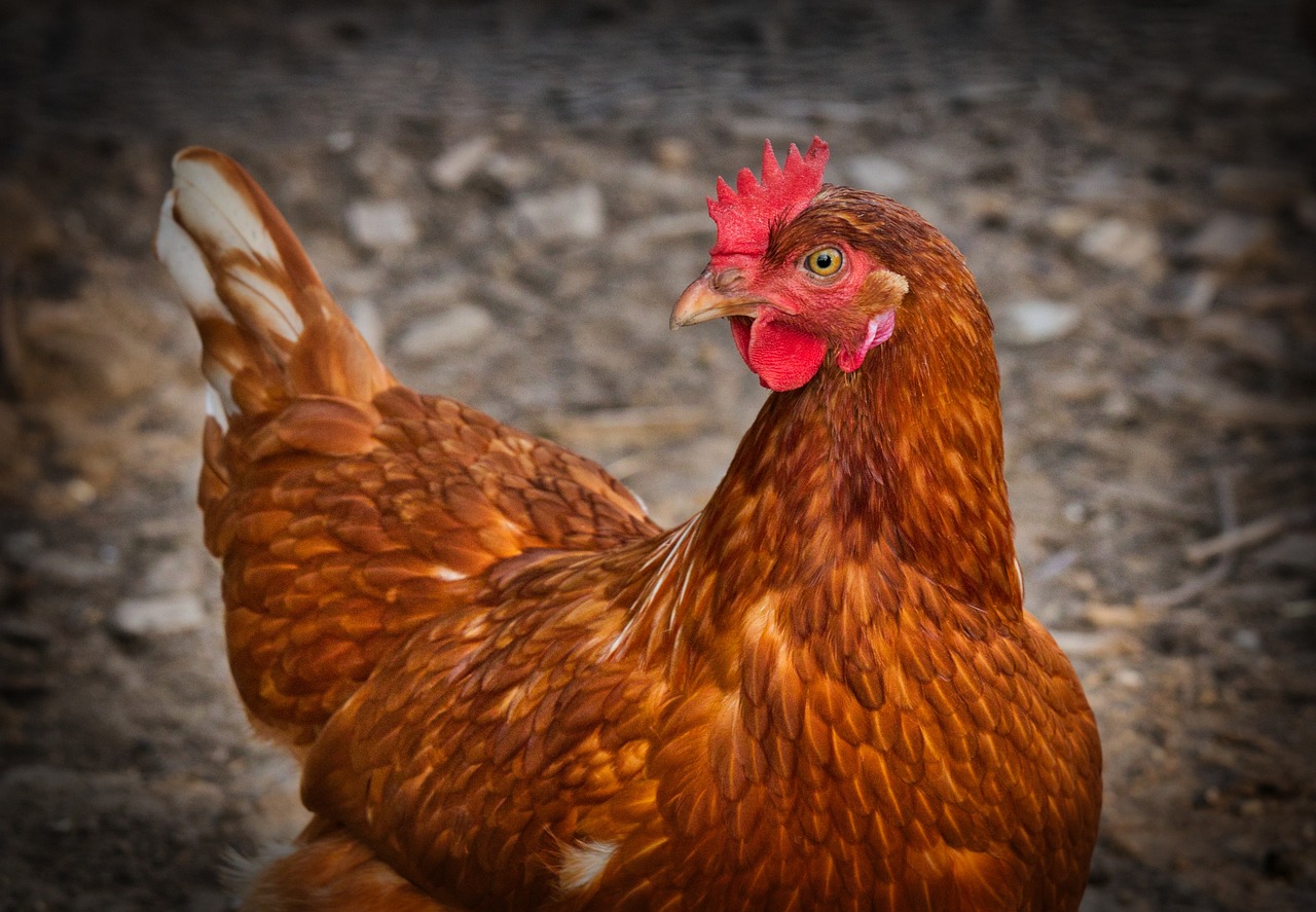 ¿Cuánto pollo debo comer si hago ejercicio?